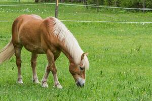 marron cheval avec blond cheveux mange herbe dans le montagnes photo