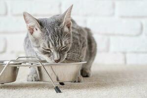 une gris et blanc chat mange nourriture de une blanc bol. photo