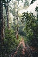 le chemin de terre entre dans la forêt tropicale le matin photo