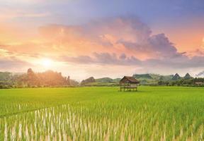 paysage de rizière aux couleurs chaudes du ciel. photo