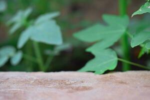 pierre brique podium avec la nature feuilles pour conception en bonne santé produit photo