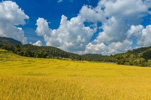 champ de rizières en terrasses d'or jaune en vue montagne.