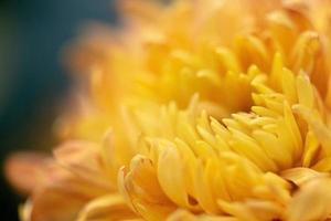 gros chrysanthèmes jaunes dans le parc photo