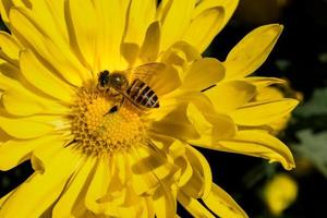 petits chrysanthèmes sauvages jaunes dans le parc photo