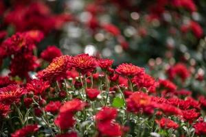 petits chrysanthèmes sauvages rouges dans le parc
