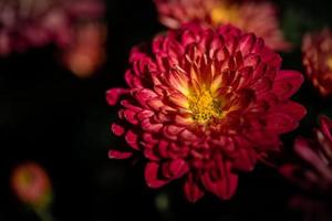 toutes sortes de chrysanthèmes sont dans le parc photo