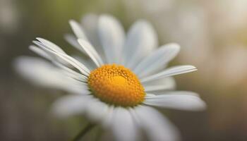 ai généré une proche en haut de une Célibataire blanc Marguerite photo