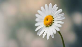 ai généré une Célibataire blanc Marguerite avec une Jaune centre photo