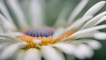 ai généré une proche en haut de une blanc Marguerite avec violet centre photo