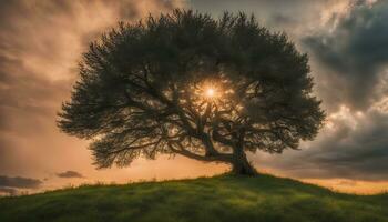 ai généré une seul arbre des stands sur une colline avec le Soleil brillant par le des nuages photo