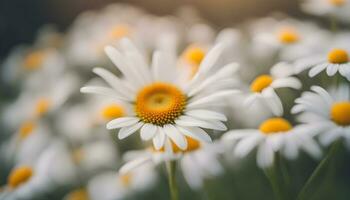 ai généré blanc marguerites avec Jaune centres dans une champ photo