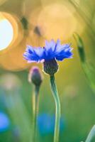 Célibataire bleuet dans brillant lumière du soleil photo