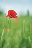 Célibataire coquelicot croissance dans une vert champ photo