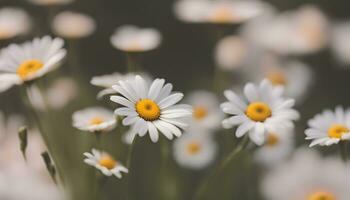 ai généré marguerites sont épanouissement dans une champ avec une flou Contexte photo