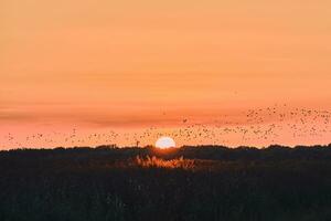 des oiseaux dans le le coucher du soleil dans nord Allemagne photo