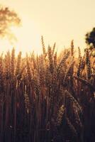 blé cultures dans le coucher du soleil lumière photo