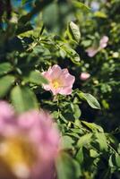 sauvage Rose dans été lumière du soleil photo