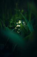 muguet photo