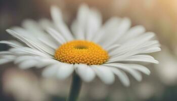 ai généré une proche en haut de une Célibataire blanc Marguerite photo