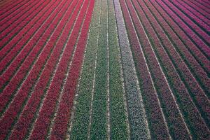 rouge magenta et rose tulipes Arial vue photo