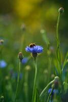 petit abeille collecte pollen de bleu bleuet photo