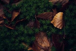 mousse et feuilles sur forêt sol photo