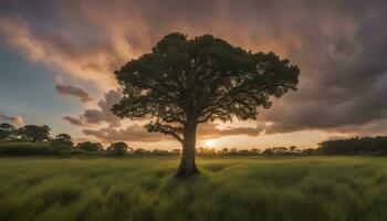 ai généré une seul arbre des stands dans une champ à le coucher du soleil photo