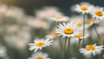 ai généré marguerites sont épanouissement dans une champ avec une floue Contexte photo