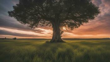 ai généré une seul arbre des stands dans une champ à le coucher du soleil photo