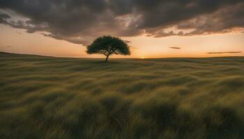 ai généré une seul arbre des stands dans une champ avec une spectaculaire le coucher du soleil photo