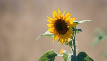 ai généré une tournesol est montré dans de face de une floue Contexte photo