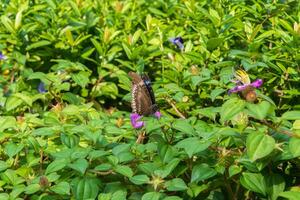 proche en haut de une rayé bleu corbeau papillon ou euploe Mulciber sur une feuille dans le jardin avec flou vert Naturel Contexte photo