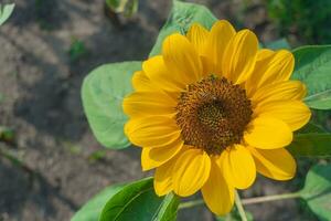 proche en haut de une bourdon recueille nectar de épanouissement tournesol sur flou Naturel vert Contexte avec copie espace. photo