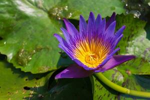 une proche en haut de violet l'eau lis fleurs ou nymphaeaceae épanouissement dans jardin étang, Thaïlande photo