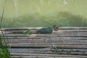 une gros graisse asiatique l'eau moniteur lézard asseoir sur bambou radeau au dessus le étang. photo