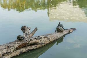 une groupe de tortues Soleil baignade se sur une Journal dans une étang à makut Rommayasaran parc, nonthaburi, Thaïlande photo