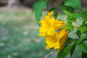 proche en haut de une épanouissement trompette jaune fleur sur flou Naturel vert Contexte avec copie espace. photo