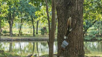 blanc Renard écureuil sur une arbre à la recherche à le caméra sur flou Naturel vert Contexte photo