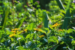 une ardent skipper papillon est collecte nectar de épanouissement Jaune wedelia chinensis fleur avec flou jardin Contexte à makut Rommayasaran parc, nonthaburi, Thaïlande photo