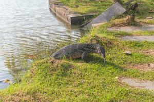 moniteur lézard à venir en dehors de le l'eau à vachirabenjatas parc, pourrir fai parc, suan pourrir fai Bangkok, Thaïlande photo