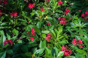 une groupe de coton feuilles jatropha fleur dans le jardin avec Matin Soleil lumière photo