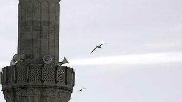 mouette en volant au dessus bâtiment hauts vers pierre la tour. action. oiseau en volant dans le nuageux ciel. photo