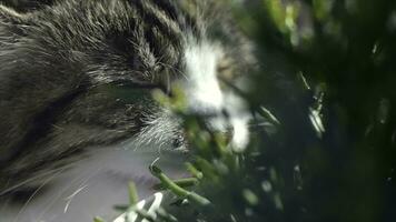 chat est en mangeant Frais vert herbe. chat herbe, animal de compagnie herbe. agrafe. Naturel boule de poils traitement, blanc, rouge animal de compagnie chat en mangeant Frais herbe, vert avoine, émotionnellement, copie espace, le concept de le santé de animaux domestiques photo