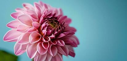 ai généré proche en haut de rose dahlia fleur sur bleu Contexte photo