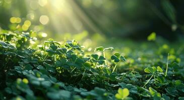 ai généré vert champ de trèfles Contexte avec lumière des rayons photo