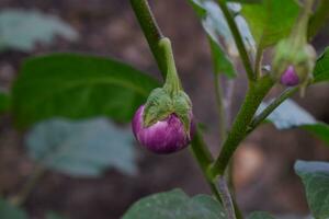 plante de terong ungu, ou solanum melongena. feuilles, fleur fruit et plante de aubergine, la nature Contexte feuilles. photo