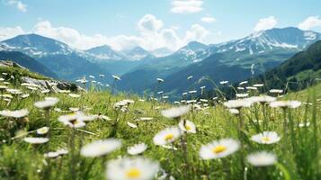 ai généré alpin edelweiss Prairie élégance - ai généré photo