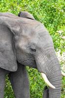 Big Five African Elephant Parc National Kruger Safari Afrique du Sud. photo