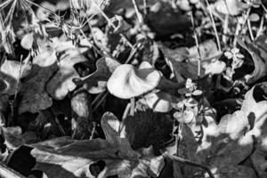 la photographie à thème grand magnifique toxique champignon dans forêt sur feuilles Contexte photo