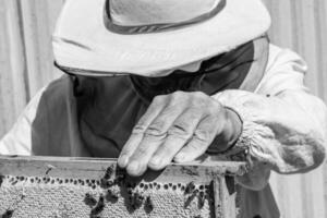 l'abeille ailée vole lentement vers l'apiculteur pour recueillir le nectar sur le rucher privé photo